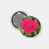 Rosa Rose #4 Magnet (Vorderseite/Rückseite)
