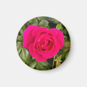 Rosa Rose #4 Magnet (Vorne)