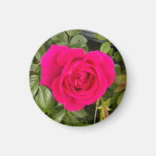 Rosa Rose #4 Magnet