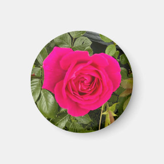 Rosa Rose #4 Magnet
