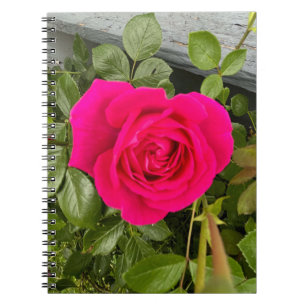 Rosa Rose #4 Notizblock