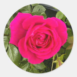 Rosa Rose#4 Runder Aufkleber