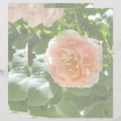Rosa Rose 8,5 x 11 Papier (Vorne/Hinten)