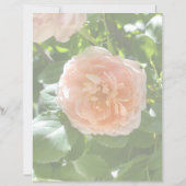 Rosa Rose 8,5 x 11 Papier (Rückseite)