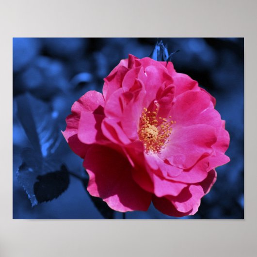 Rosa Rose Abstrakt Blue Tint Blume Poster (Vorne)