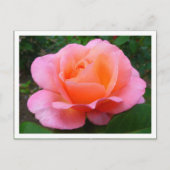 Rosa Rose (angrenzend) Postkarte (Vorderseite)