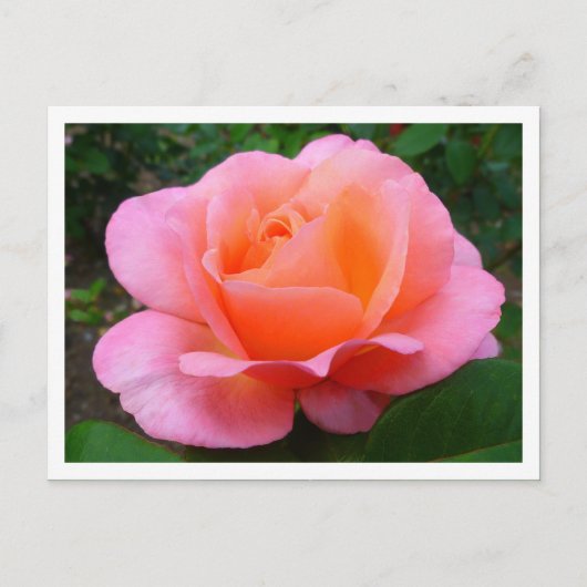 Rosa Rose (angrenzend) Postkarte (Vorderseite)