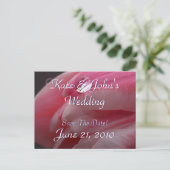 Rosa Rose Ankündigungspostkarte (Stehend Vorderseite)