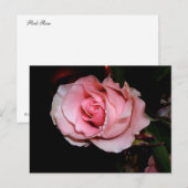 Rosa Rose Ankündigungspostkarte (Vorne/Hinten)