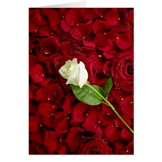 Rosa Rose auf roten Petalen (Vorne)