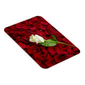 Rosa Rose auf roten Petalen Magnet (Rechte Seite)