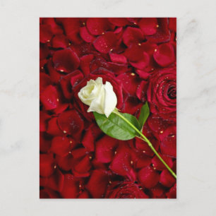 Rosa Rose auf roten Petalen Postkarte