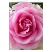 Rosa Rose Beautiful (Vorne)
