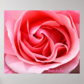 Rosa Rose Blossom Print Beauty einer Rose Poster (Vorne)