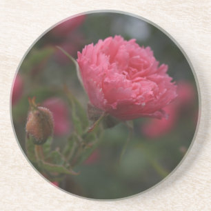 Rosa Rose Blume. Blumengarten Foto Getränkeuntersetzer