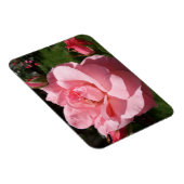 Rosa Rose & Blume Buds 3"x4" Magnet (Rechte Seite)