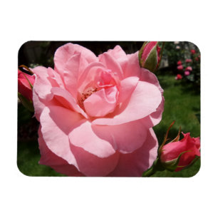 Rosa Rose & Blume Buds 3"x4" Magnet