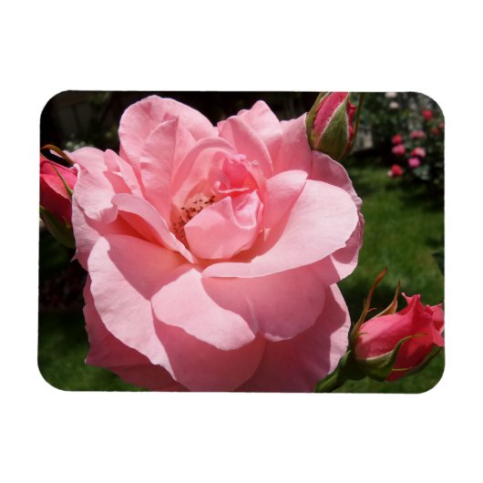 Rosa Rose & Blume Buds 3"x4" Magnet (Horizontal)