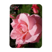 Rosa Rose & Blume Buds 3"x4" Magnet (Vertikal)