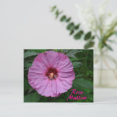 Rosa Rose Blume fotografisch Botanisch Postkarte (Stehend Vorderseite)