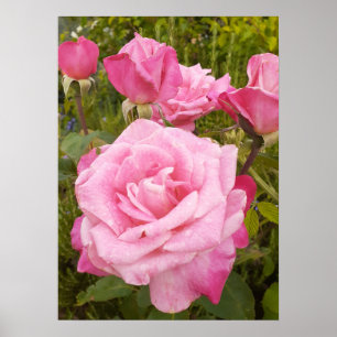 Rosa Rose Blumengarten Plakat