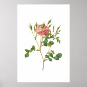Rosa Rose Botanische Kunst drucken Poster (Vorne)