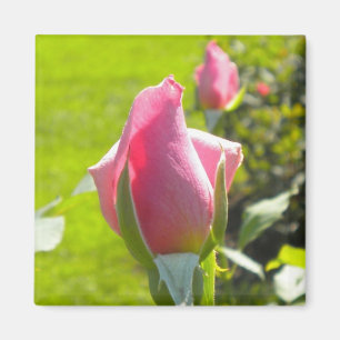 Rosa Rose Bud Magnet