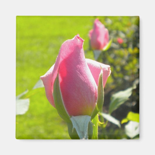 Rosa Rose Bud Magnet (Vorne)