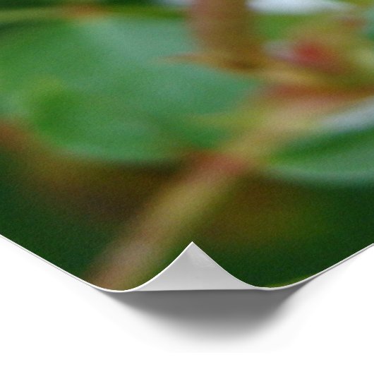 Rosa Rose Bug Print - Wählen Sie Ihre Rahmen Poster (Ecke)