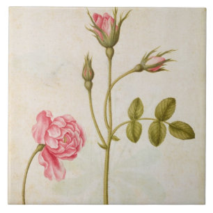 Rosa Rose, c.1568 Fliese