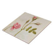 Rosa Rose, c.1568 Fliese (Seite)