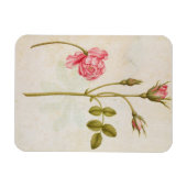Rosa Rose, c.1568 Magnet (Horizontal)