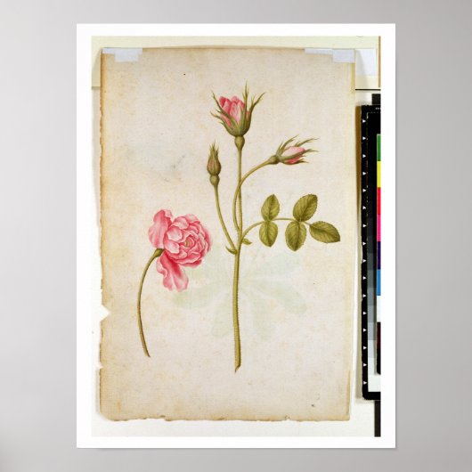 Rosa Rose, c.1568 Poster (Vorne)