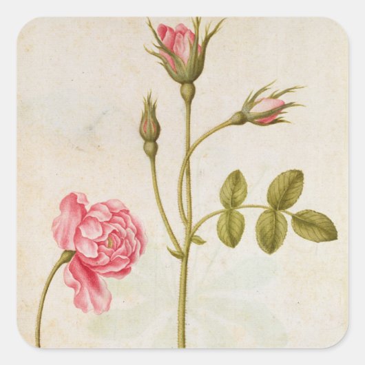 Rosa Rose, c.1568 Quadratischer Aufkleber (Vorderseite)