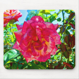 rosa Rose der Fusions-117HD Mousepad