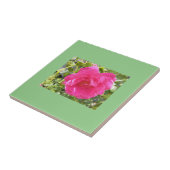 Rosa Rose Fliese (Seite)