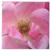 Rosa Rose Fliese (Vorderseite)