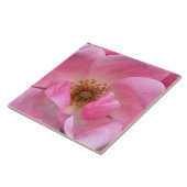 Rosa Rose Fliese (Seite)