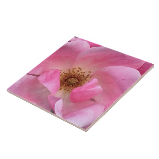 Rosa Rose Fliese (Seite)