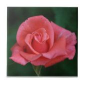 Rosa Rose Fliese (Vorderseite)
