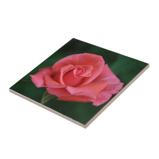 Rosa Rose Fliese (Seite)