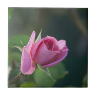 Rosa Rose Fliese