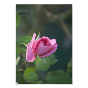 Rosa Rose Fotodruck