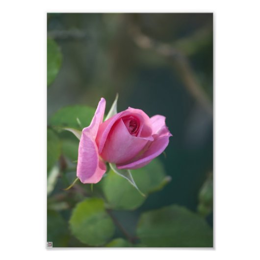 Rosa Rose Fotodruck (Vorne)