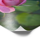 Rosa Rose Fotodruck (Ecke)