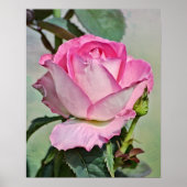 Rosa-Rose-Fotografien drucken Poster (Vorne)
