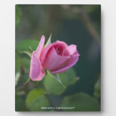 Rosa Rose Fotoplatte (Vorderseite)