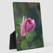 Rosa Rose Fotoplatte (Seite)