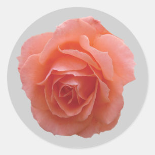 Rosa Rose für dich Runder Aufkleber