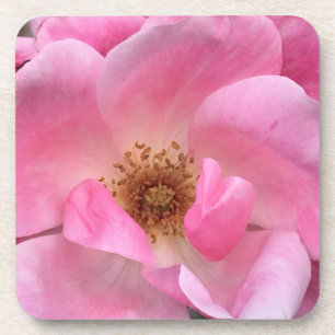 Rosa Rose Getränkeuntersetzer